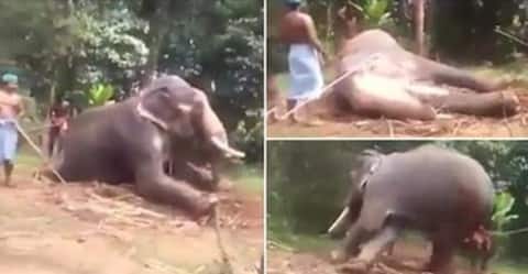Disturbing Images | तीन लोगों ने पेड़ से बांधकर हाथी को जमकर पीटा और तोड़ दिया उसका पैर Disturbing Images | तीन लोगों ने पेड़ से बांधकर हाथी को जमकर पीटा और तोड़ दिया उसका पैर