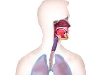 आहारनाल में कैंसर का कारण बन सकते हैं मसूढ़े रोग के बैक्टीरिया