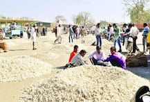 सरकार बताए कि लहसुन मसाला है या सब्जी? जानें- हाईकोर्ट को क्यों ऐसा पूछना पड़ा