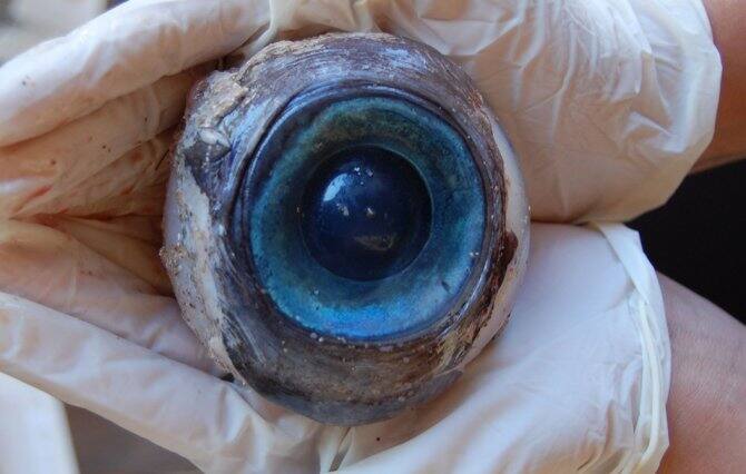 नॉर्व - मछली के कॉड को आई नाम के कड़वे पानी में मिलाकर उसको गर्म कर उसे बटर के साथ सर्व करते हैं. 