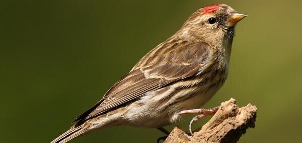 World Sparrow Day 2021 existence of sparrows is well preserved in Akola World Sparrow Day : आज जागतिक चिमणी दिवस, अकोल्यात भन्नाट पद्धतीनं जपलं जातंय चिमण्यांचं अस्तित्व