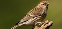 World Sparrow Day : आज जागतिक चिमणी दिवस, अकोल्यात भन्नाट पद्धतीनं जपलं जातंय चिमण्यांचं अस्तित्व