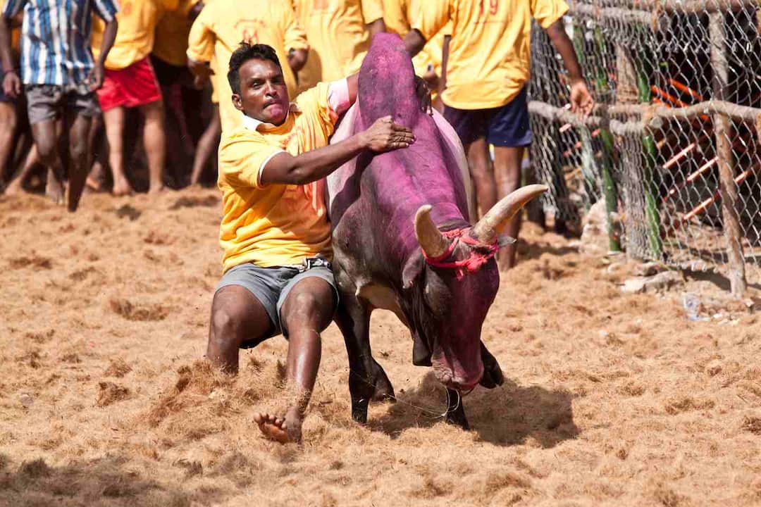 Tamil Nadu: Only Native Breed Bulls Permitted For Jallikattu, Orders Madras HC Tamil Nadu: Only Native Breed Bulls Permitted For Jallikattu, Orders Madras HC