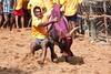 Tamil Nadu: Only Native Breed Bulls Permitted For Jallikattu, Orders Madras HC