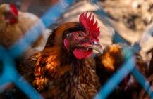 मध्य प्रदेश: दो मुर्गे बने सरकारी मेहमान, पुलिसकर्मी चुगा रहे दाना, जानें क्या है पूरा मामला