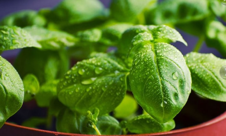 Kitchen Hacks How To Dry Basil Leaves Without Oven Use And Benefits Of Basil Leaves Kitchen Hacks: तुलसी के पत्तों को सुखाकर साल भर करें इस्तेमाल, इन चीजों में करें उपयोग