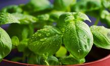 Kitchen Hacks: तुलसी के पत्तों को सुखाकर साल भर करें इस्तेमाल, इन चीजों में करें उपयोग