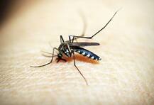 खून मीठा होने से नहीं बल्कि इसलिए काटते हैं मच्छर