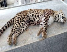 लखनऊ: जाल तोड़कर पकड़ने पहुंची रेस्क्यू टीम पर हमला करने वाला तेंदुआ मारा गया