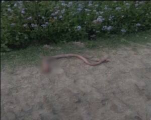 सांप ने किसान को काटा तो वह खा गया सांप का फन, फिर भी है बिल्कुल ठीक!