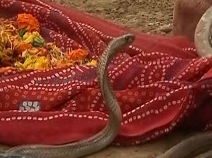 Mysterious snake attracts devotees in delhi khanpur village एक जगह पर ही जमा है सांप, गांव वाले मंदिर बनाने की तैयारी में, जुट रही भीड़