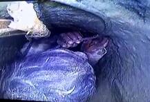 MP: देवास में चार साल के बच्चे को बोरवेल से सेना ने सुरक्षित निकाला, बाहर निकलते ही मुस्कुराया