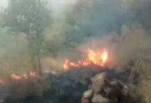 तमिलनाडु: जंगल की आग में 10 ट्रैकर्स की मौत, 15 दिन से धधक रही थीं पहाड़ियां