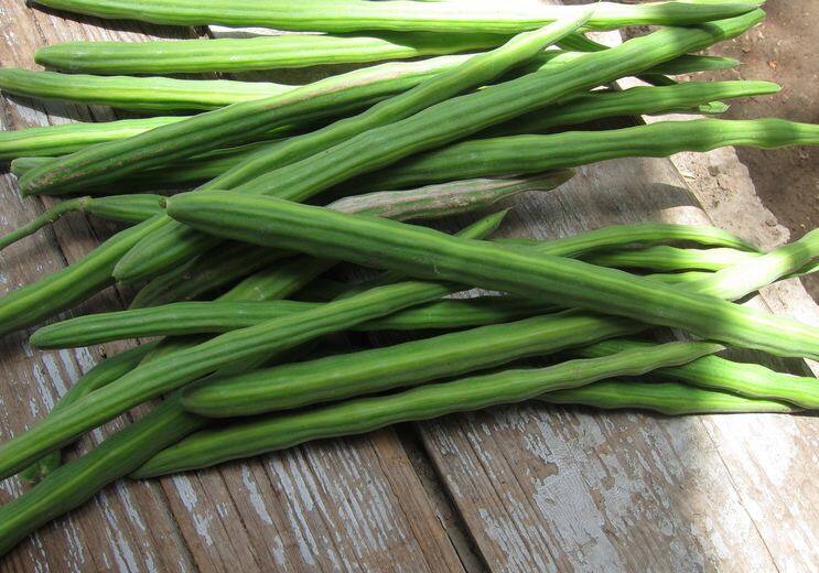 Drumstick: Keeps bones healthy, also beneficial for liver सहजन : हड्डियों को रखता है स्वस्थ, लिवर के लिए भी फायदेमंद, जानें इसके पांच बड़े फायदे