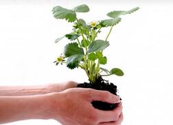 ਸਰਕਾਰ ਦਾ 8ਵੀਂ ਤੋਂ 12ਵੀਂ ਤੱਕ ਦੇ ਵਿਦਿਆਰਥੀਆਂ ਨੂੰ ਆਫਰ! ਪੌਦੇ ਲਾਓ ਤੇ ਪੇਪਰਾਂ 'ਚ ਵਾਧੂ ਨੰਬਰ ਪਾਓ