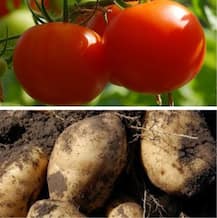 पौधे लगाने के शौकीन हैं तो इन पौधों को एक साथ लगाने से बचें