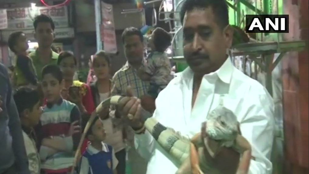 मध्यप्रदेश में अमेरिकन छिपकली के दीदार को उमड़ी भीड़