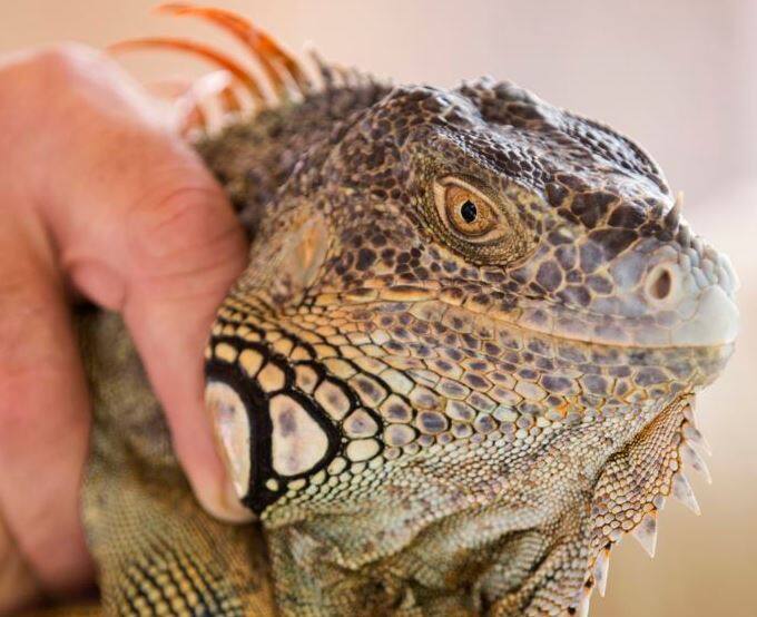 Iguana नाम की छिपकली सेंट्रल अमेरिका, मेक्सिको और साउथ अमेरिका में पाई जाती हैं. इसे ही भारत में गोधा के नाम से भी जाना जाता है.