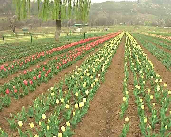 इस बगान में ट्यूलिप के साथ-साथ और भी कई प्रकार के फूल लगाए गए है.