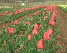 जम्मू कश्मीर: एशिया के सबसे बड़े ट्यूलिप गार्डन में समय से पहले खिले फूल, 25 मार्च से दीदार कर सकेंगे पर्यटक