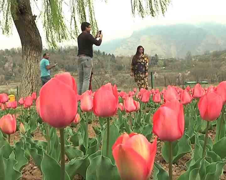 पिछले साल जहाँ इस बाग में 13 लाख ट्यूलिप खिले थे वही इस बार 17 लाख ट्यूलिप लगाए गए हैं. रंग बिरंगे ट्यूलिप के यह फूल आम तौर पर अप्रैल के महीने में खिलते है.