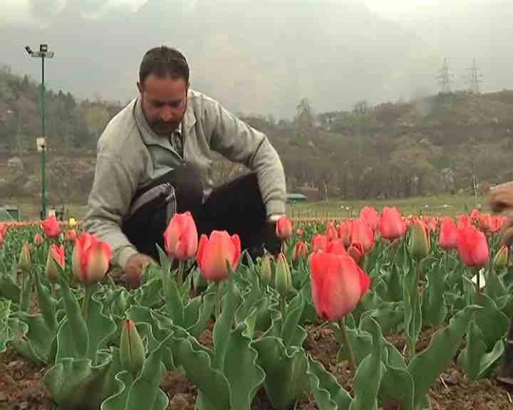 इस बार पर्यटकों को रिझाने के लिए यहाँ ऐसे तीन लाख नए ट्यूलिप लगाए गए जो ठंड में ही खिलने शुरू हो जाते है.
