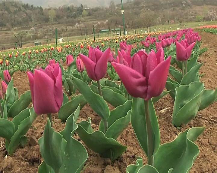 उम्मीद की जा रही है की इस बार पांच लाख से जायदा पर्यटक बाग को देखने आएंगे और बाग को बढ़ावा देने के लिए पांच करोड़ रूपये खर्च किए जाएंगे.