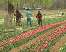 जम्मू कश्मीर: एशिया के सबसे बड़े ट्यूलिप गार्डन में समय से पहले खिले फूल, 25 मार्च से दीदार कर सकेंगे पर्यटक