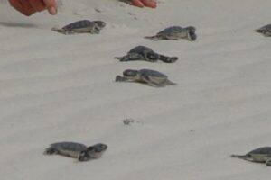 छुट्टि‍यों में घूमने की प्लानिंग कर रहे हैं वेलास टर्टल फेस्टिवल है बेहतर ऑप्शन