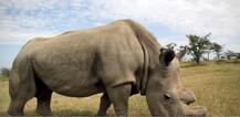 विलुप्त हुई एक और प्रजाति: दुनिया के आखिरी उत्तरी सफेद गैंडे \'सूडान\' की बीमारी से मौत