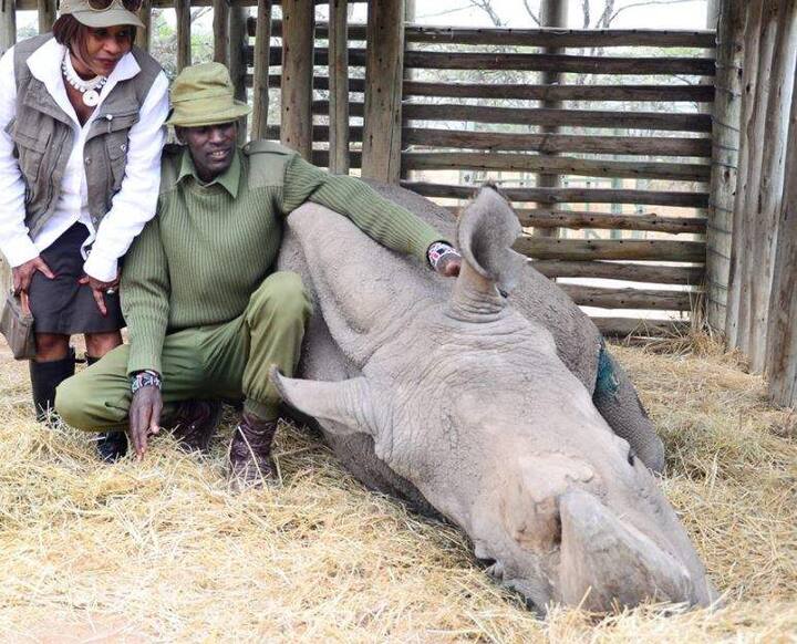 दुनिया का आखिरी उत्तरी सफेद गैंडा 'सूडान' अब हमारे बीच नहीं रहा. बीमारी की वजह से उसकी मृत्यु हो गई. सूडान दुनिया का आखिरी सफेद नर गैंडा था, जो केन्या के ओआई पेजेटा संरक्षण में रह रहा था. वो करीब 45 साल का था और वो सोमवार की रात सोया तो दोबारा नहीं उठा. बता दें कि वो काफी दिनों से बीमार भी चल रहा था.