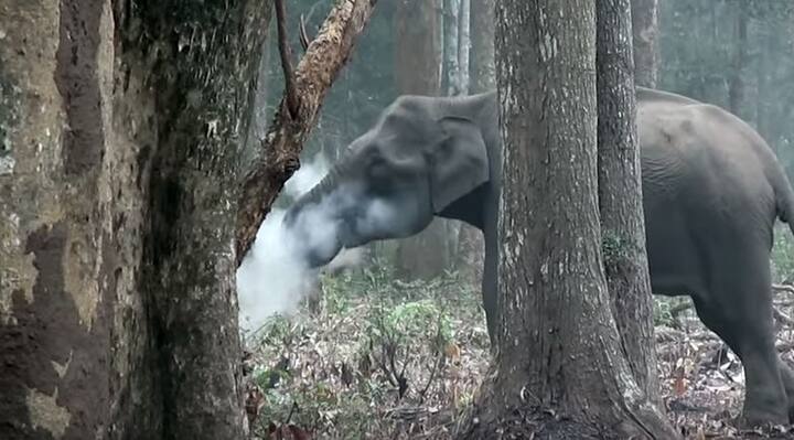 जब आप तस्वीरों में देखेंगे तो आपको पता चलेगा कि हाथी अपनी सूंड से राख को उठाता है. जिसके बाद वो अपने मुंह में राख को लेकर उड़ाता हुआ नज़र आ रहा है. 