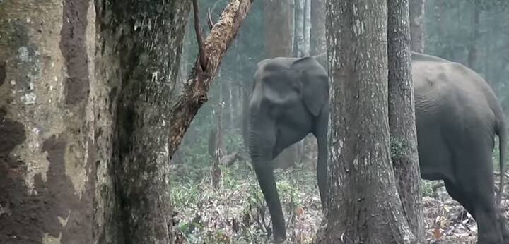 डब्ल्यूसीएस एक योजना है जिसमें इंडिया के लोगों की प्रकृति के प्रति अपने वैज्ञानिक संरक्षण प्रयासों के माध्यम से सकारात्मक सोच को प्रोत्साहित और पोषण करना है. पूरे भारत और उसके बाद एशियाई हाथियों के संरक्षण और चुनौतियों में महत्वपूर्ण भूमिका प्रदान करना हैं.