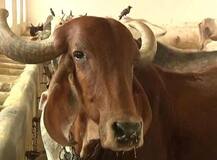 MP: ढाई लाख दुधारू पशुओं को मिली आधार जैसी खास पहचान, तैयार होगी \'ऑनलाइन कुंडली\'