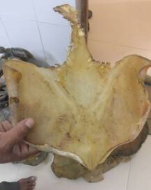 कछुओं की झिल्ली चीन और हांगकांग भेजने वाला यूपी से हुआ गिरफ्तार