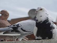 छत्तीसगढ़ : दुर्ग में दुर्लभ प्रजाति के 125 कबूतरों की चोरी, जांच में जुटी पुलिस