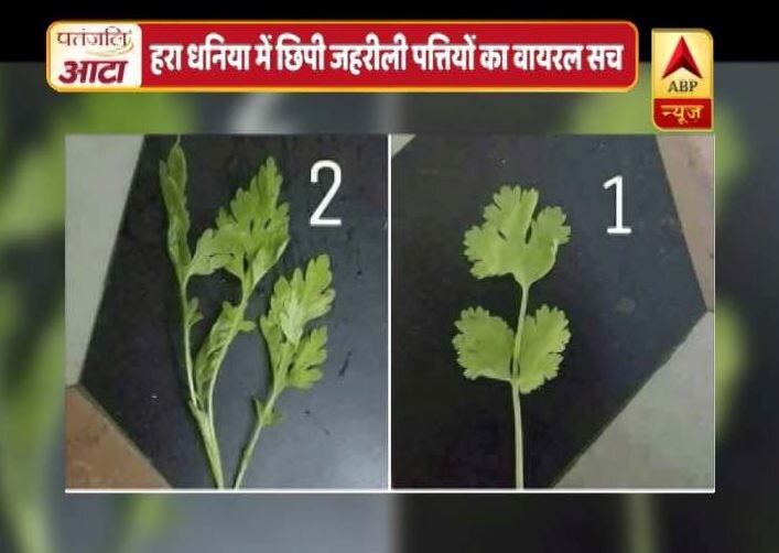 Viral Rakshak On Poisonous leaves mixed in Cilantro? जानें- हरे धनिए में छिपी जहरीली पत्तियों का वायरल सच