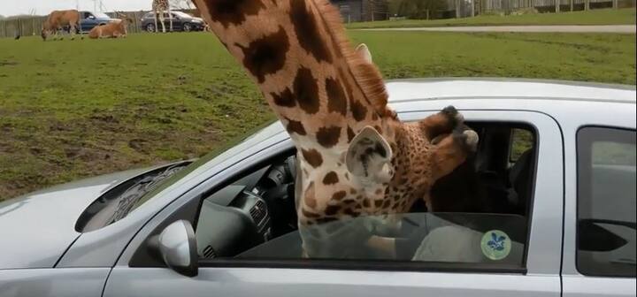 बता दें कि इस जू में आने वाले सभी लोगों से कहा जाता है कि वे जिराफ को कुछ न खिलाएं. साथ ही कार के शीशे भी आधे बंद रखें.