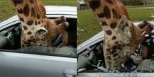जिराफ को बर्दाश्त नहीं हुई भूख तो टूरिस्ट से छीन लिया खाना, देखें दिलचस्प तस्वीरें