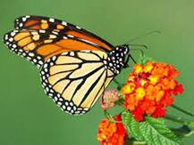 उत्तर प्रदेश में खुला पहला तितली पार्क, देखने को मिलेंगी 150 प्रजातियां