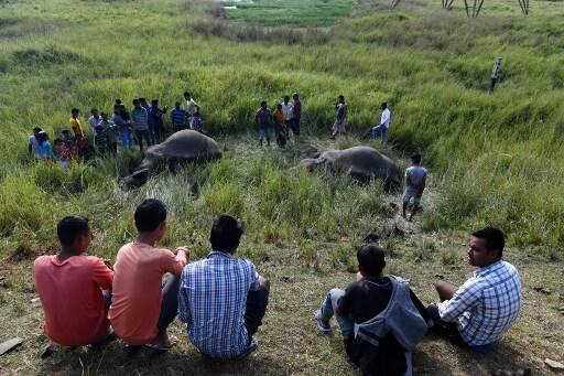 वहीं गोहाटी से नवंबर महीन में आई एक और तस्वीर में आप मृत हाथियों को देख सकते हैं. इन्होंने भी ट्रेन से टक्कर में ही अपनी जानें गंवाई. आपको बता दें कि देश के कई ऐसे हिस्से हैं जहां अक्सर हाथियों को ट्रेन की टक्कर की वजह से जान गंवानी पड़ती है. 