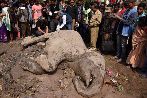 गोहाटी की ये तस्वीर फरवरी महीने की है. आप इस तस्वीर में जिस मृत हाथी को देख रहे हैं उसकी मौत भी ट्रेन की टक्कर से ही हुई थी.