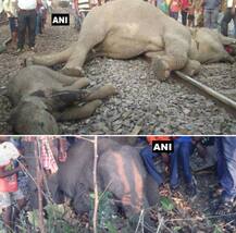 ओडिशा: मालगाड़ी से टक्कर में हुई चार हाथियों की दर्दनाक मौत
