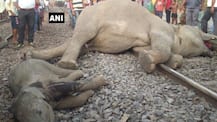 ओडिशा: मालगाड़ी से टक्कर में हुई चार हाथियों की दर्दनाक मौत