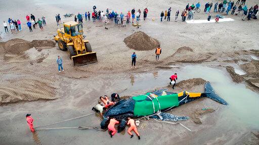 बाद में 11 अप्रैल को इसकी जान चली गई. आपको बता दें कि पानी की धार की चपेट में आकर हर साल लाखों समुद्री जीवों को अपनी जानें गंवानी पड़ती है.
