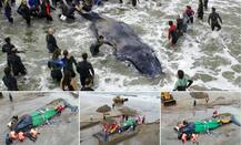 दो दिनों तक ज़िंदगी-मौत के बीच जूझने के बाद गई हंपबैक व्हेल की जान