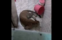 घर के बाथरूम में जा घुसा तेंदुआ, निकालने में लगे 9 घंटे