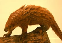 अति दुर्लभ वन्यजीव पैंगोलिन के साथ वाराणसी से 10 तस्कर गिरफ्तार