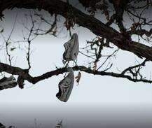 जूतों का पेड़! कभी देखा है आपने, ये रहीं हैरान करने वाली तस्वीरें