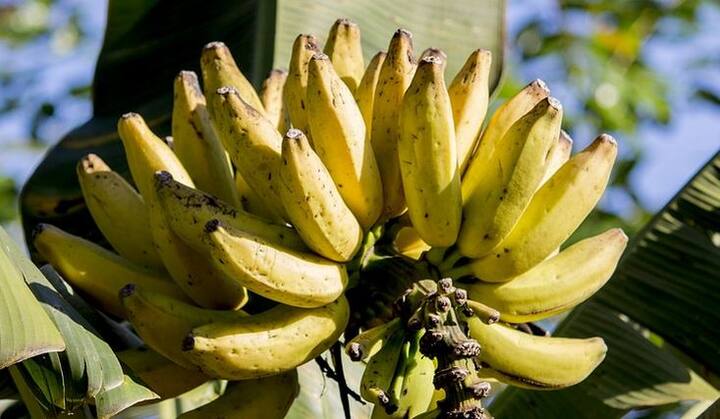 ये सामान्य केलों से अधिक मीठे और अधिक महंगे होते हैं. 